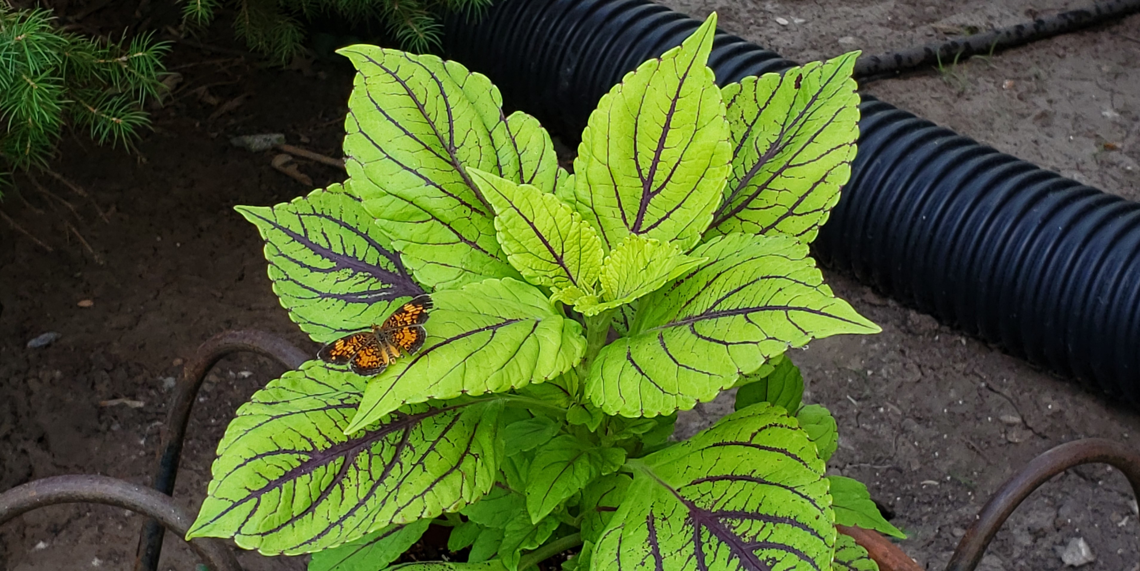 a copper (butterfly) rests on a coleus (plant)